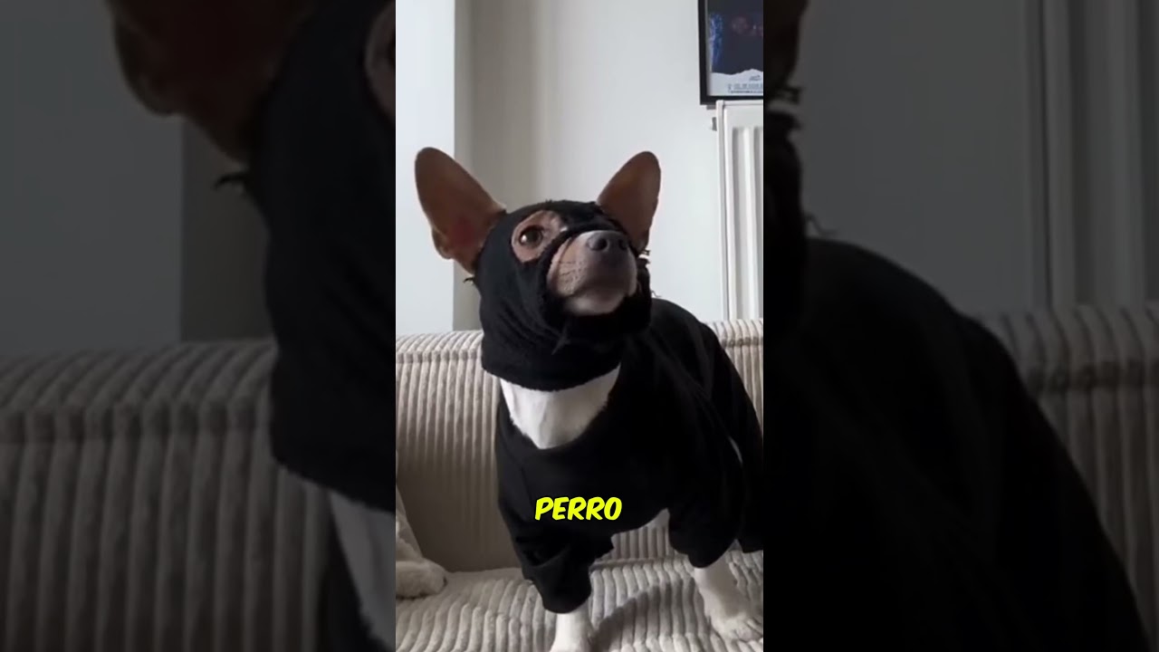 Este Perro se Disfraza para Recuperar su Pelota 