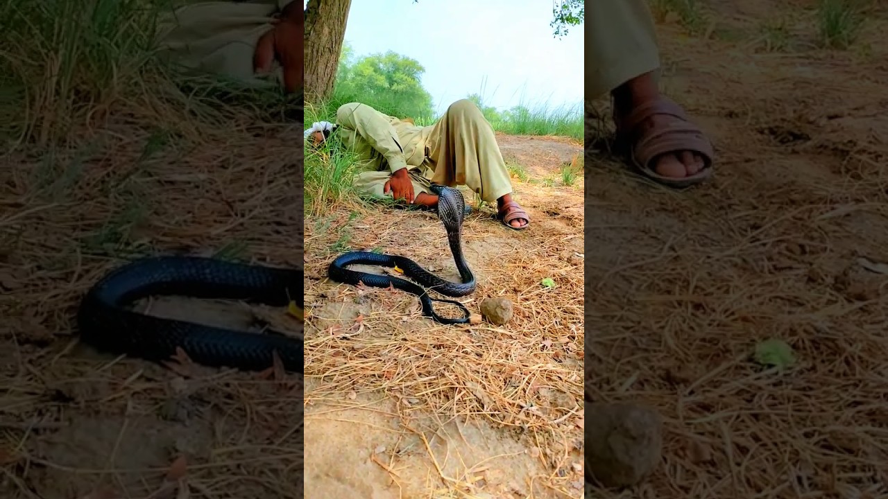 sanke bite Man short video naag Jogi