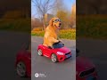 Golden retriever collection #goldenretreiver #pets #goldenretreivers #cute #puppy #retreiver #funny