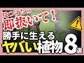 即抜いて‼️勝手に生えてくる危険な植物8選⚠️放置しているとお庭が大変なことに…！【ガーデニング】【園芸】