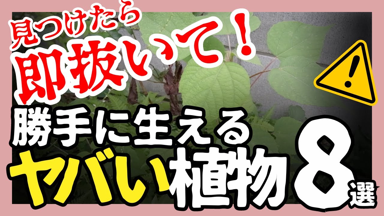 即抜いて‼️勝手に生えてくる危険な植物8選⚠️放置しているとお庭が大変なことに…！【ガーデニング】【園芸】