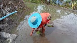 Magtanim ay di biro ang buhay magsasaka