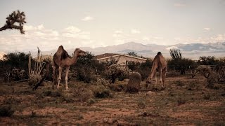 Mouflon Ram Prefers To Eat With Camels - Love Triangle?