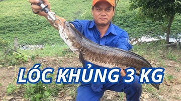 Cá lóc khủng 3 kg dọn 10 luồng câu cá lóc khủng tự nhiên p2 huynhvananfishing