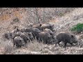 Heyecanın Tavan Yaptığı Muhteşem Domuz Avı / Spectacular Wild Boar Hunt