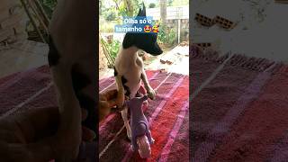 pinchers fiuka #shorts