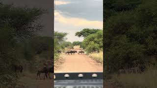 Wildebeest crossing the road !! #nature #adventure #animalshorts #wildebeest #migration #serengeti