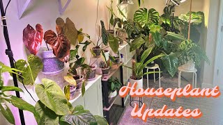 Houseplant Updates For May 2024