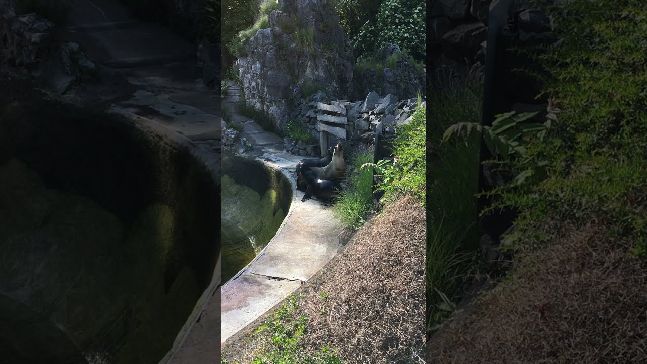 Kölner Zoo (Ohrenrobben)