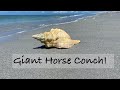 I finally found a giant shell! Bucket list horse conch shell + other beach goodies at Stump Pass