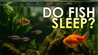 Do Fish Sleep at Night? Why Aquarium Lights Matter + Fascinating Fish Facts