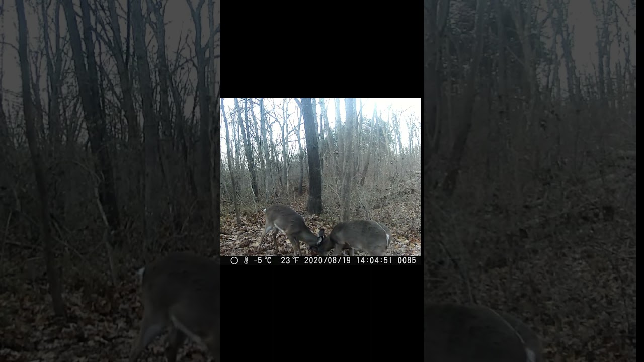 WATCH Young Whitetail Bucks DUKE IT OUT Like the ADULTS They’ll Soon Be! 🦌🔥 