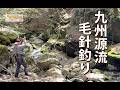 【源流釣り】九州源流毛針釣り　 #フライフィッシング #イワナ #源流釣り
