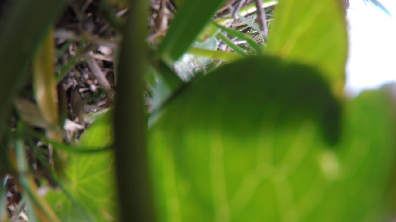 Battle axe ejects Gopro sessio 5 🙈