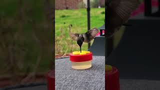 America's Mini Helicopter Bird 😱🐦 #shorts