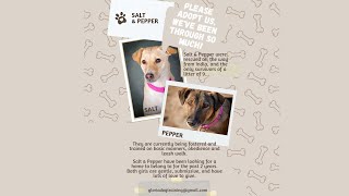 Salt & Pepper - Dog Adoption