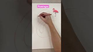 Flamingo ? Facts & Time Lapse Drawing #shorts #coloredpencilart