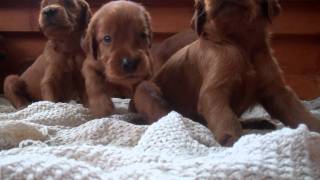 Irish Setter puppies!!