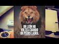 Motivación – La Actitud de un León