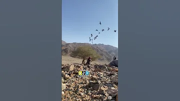 رمي رهو كرك 
