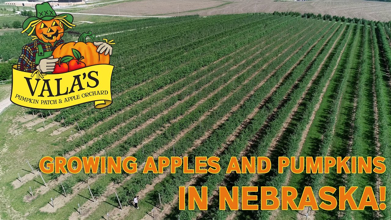 Vala’s Pumpkin Patch and Apple Orchard 2022 Fridays in the Field Ep