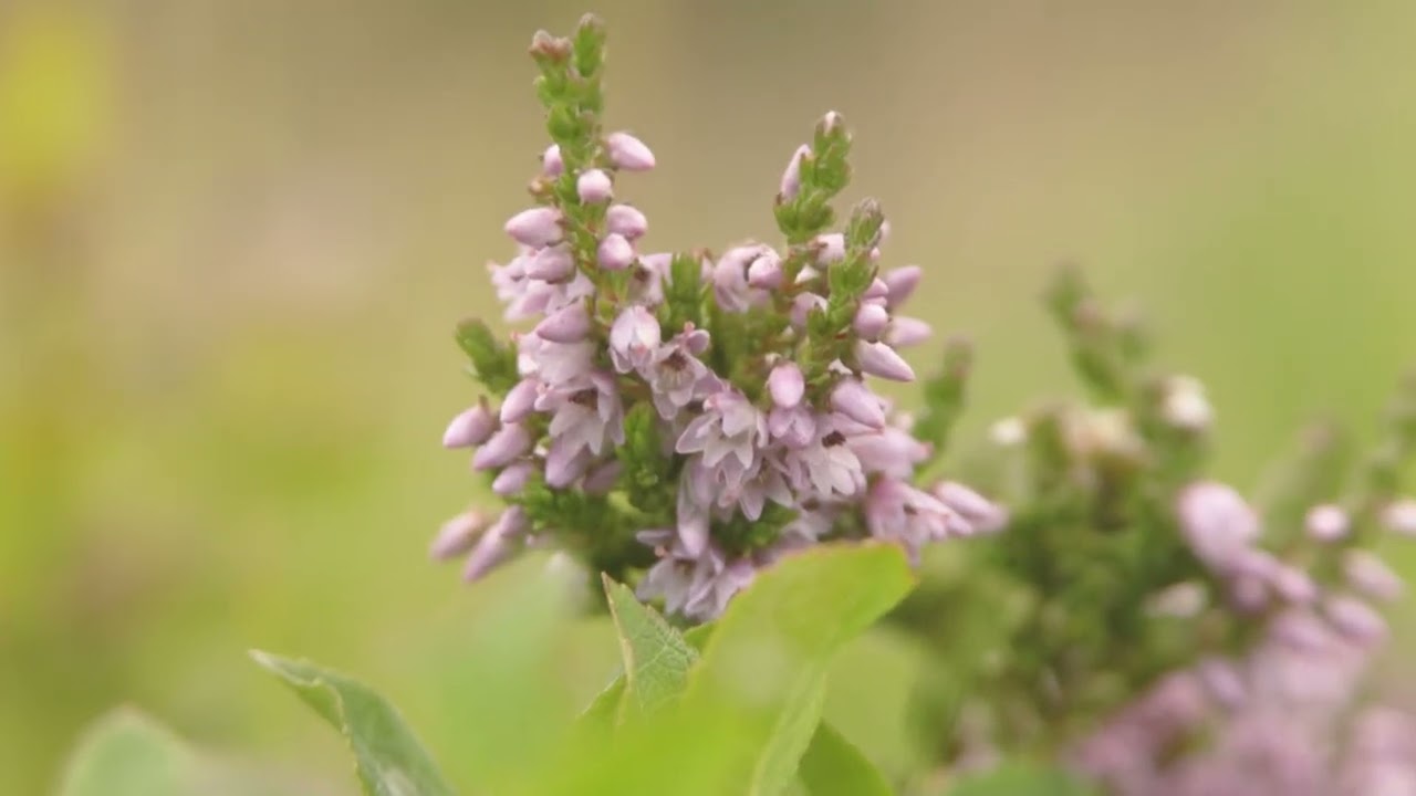 ŽIVLJENJE POHORSKIH PLANJ