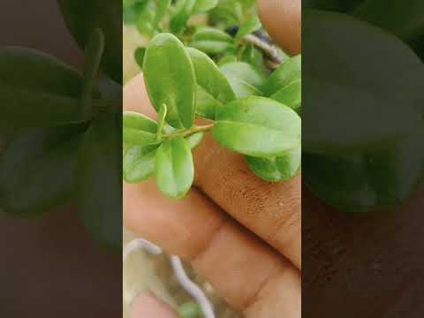 Video Cảnh lạc hoa bạch sơn liễu quay anh e xem cho vui - youtube