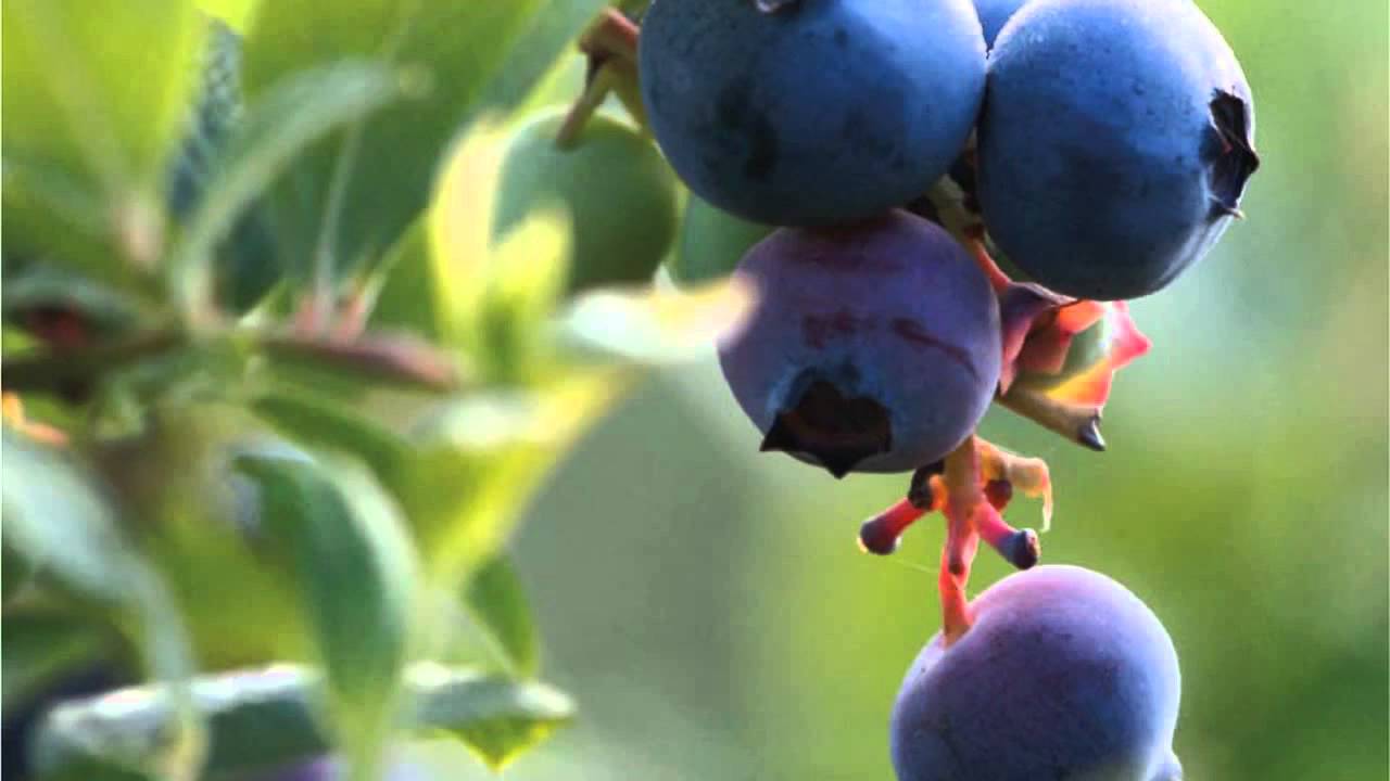 Blueberry en español