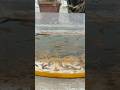 100 Plus Free Wild Guppy Fish Catching #wildguppy #guppyfish #fish #kurla #nature #shorts