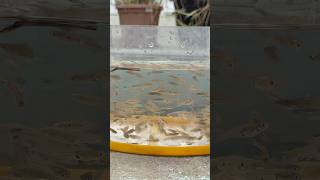100 Plus Free Wild Guppy Fish Catching #wildguppy #guppyfish #fish #kurla #nature #shorts