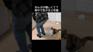 おんぶが嬉しすぎて？背中で荒ぶる三毛猫がこちら。 #猫 #ねこ #三毛猫 #cat #保護猫 #猫のいる暮らし #neko