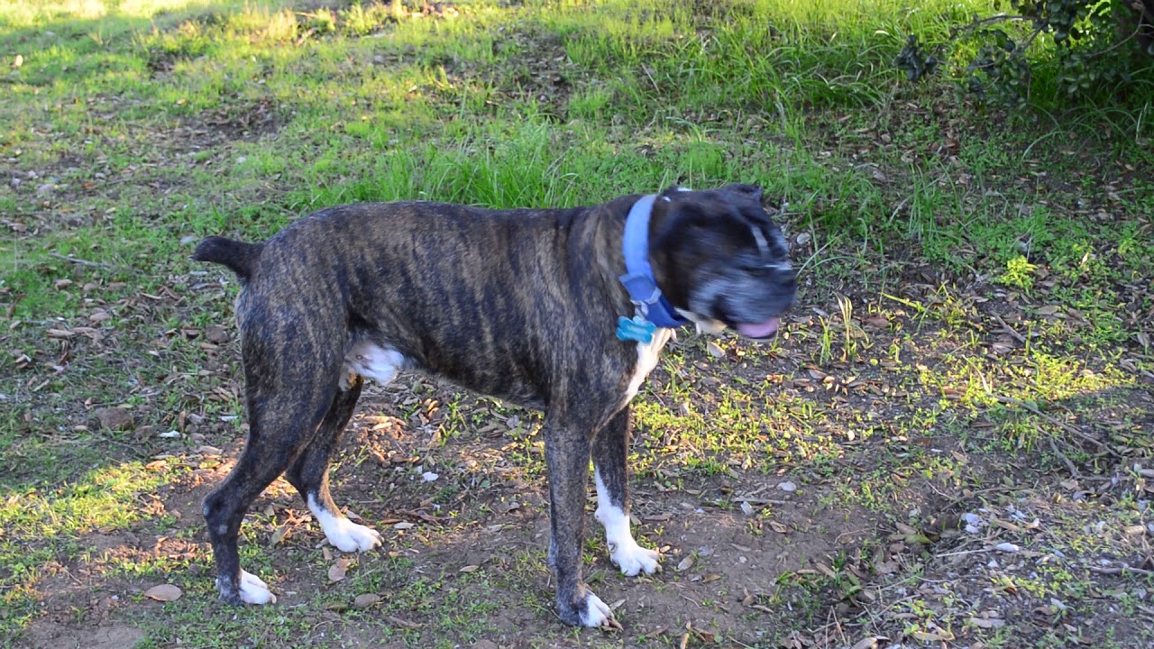 Perros Bóxer Forrest y Magnus