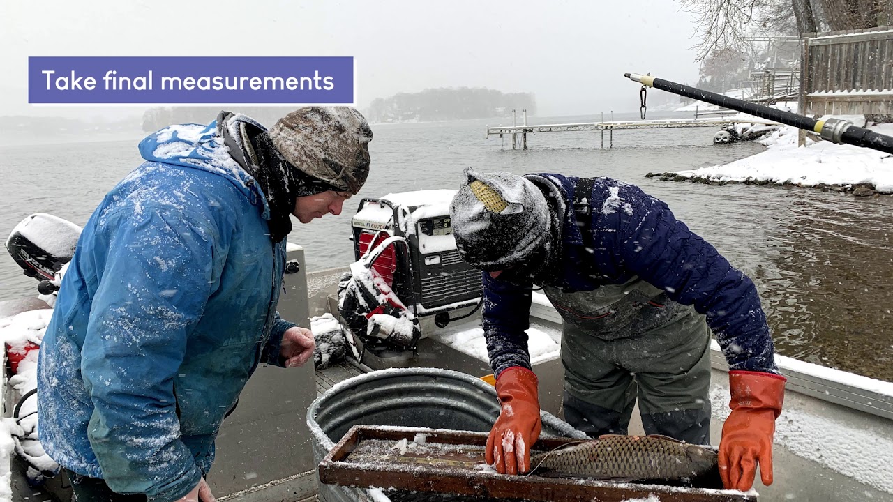 Carp Radio Tagging 2020