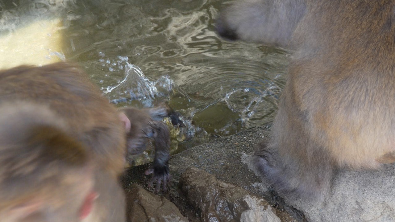 Малыш-обезьяна‚ которого столкнули: История выживания / monpai monyet baby bibi monkey