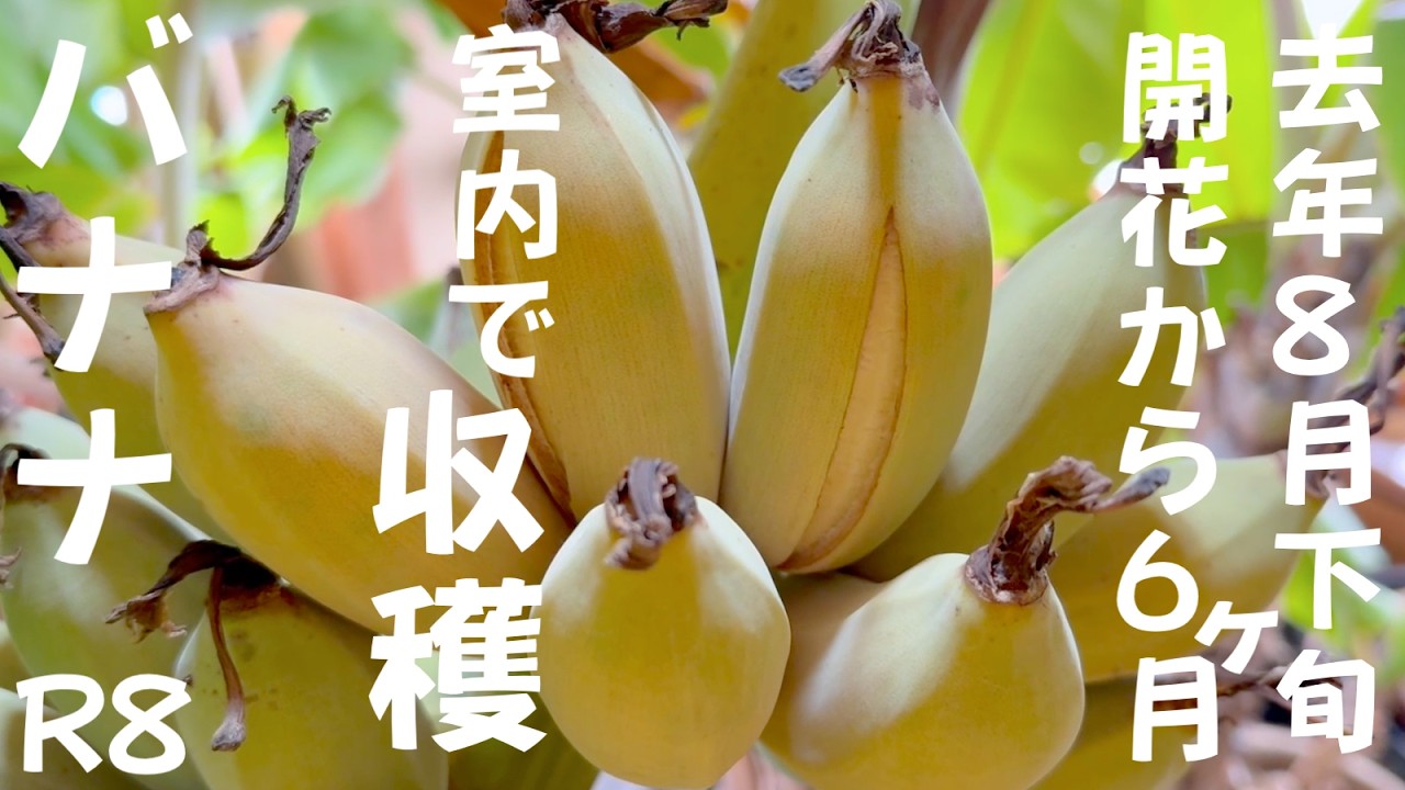 令和8年2月18日去年8月開花バナナ収穫しました　鉢植え　ドワーフナムワ