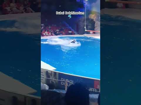 Dubai Dolphinarium 🐬 #dubai#dubaidolphinarium #dubailife#dubainight #shorts#viral#reel #dubaivlogger