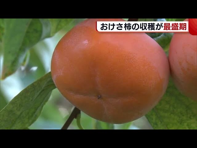 特産の”おけさ柿”が収穫の最盛期 台風被害なく例年以上の出来【新潟