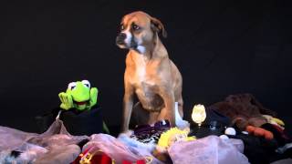 Operation Ruby Slipper by CharlottesvilleSPCA 581 views 9 years ago 31 seconds