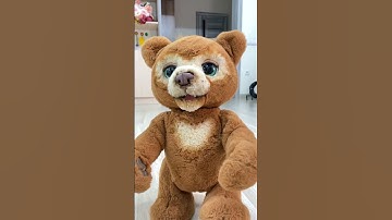 Why does this Cat Poop a Lot #shorts