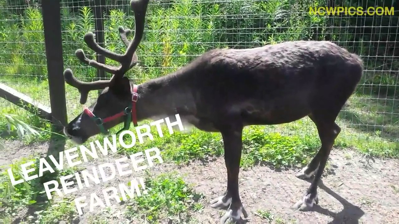 Leavenworth Reindeer Farm Another Fun Thing To Do In Leavenworth leavenworth-reindeer-farm-another-fun-thing-to-do-in-leavenworth