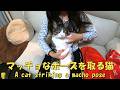 マッチョなポーズを見せつける猫 ぬいぐるみみたいね 暴れ猫/保護猫ハナ♂