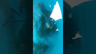 How to breed guppy inhome / guppies breeding kaise kare 🔥❤️⚡💯#shorts #guppyfish #guppybreeding #fish