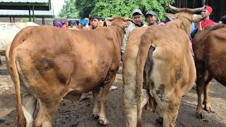 14.800🔥BABON HAMIL 3 BULAN HARGA MURAH | Pasar Sapi Tuban