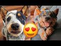 Australian cattle dog  cute and hilariouss and tik toks compilation