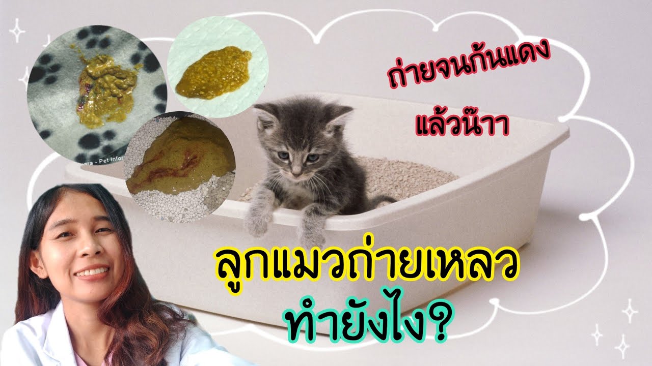 ลูกแมวน้อยท้องเสียมักเกิดจากอะไร จะป้องกันได้ยังไงบ้าง? | อาหาร สำหรับ แมว ท้องเสียเนื้อหาที่เกี่ยวข้องที่แม่นยำที่สุด