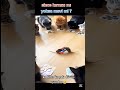 kırmızı kazınacak diyenler like atsın mavi kazanacak diyenler abone olsunlar