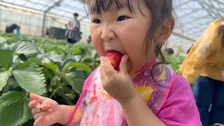 【いちご狩り】3歳児の食べたイチゴの数に驚きを隠せませんでした...