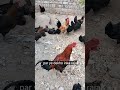 Desi Murgi farm 🐓 #sell #youtubeshorts #shortvideo #shortsviral #trending #assel