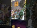 The Witches Lair at aromaG’s Botanica.