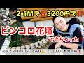【DIY主婦】2時間で⁉️3200円で⁉️ ピンコロ花壇できちゃった‼️